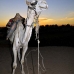 camel_bank_west_lux_v_0015_egy3095.jpg